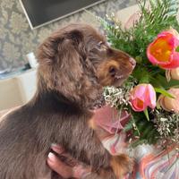 Bassotto pelo lungo ENCI