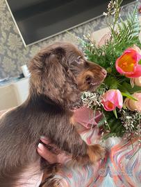 Bassotto pelo lungo ENCI