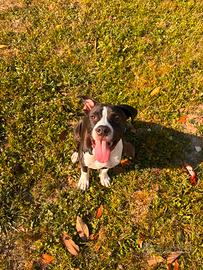 American staffordshire terrier di 5 mesi
