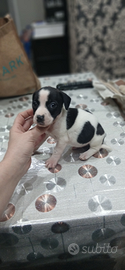 Cuccioli jack russell nani bicolore