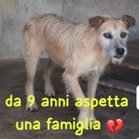 POLDO 9 ANNI SIMIL SPINONE taglia media
