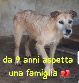 POLDO 9 ANNI SIMIL SPINONE taglia media