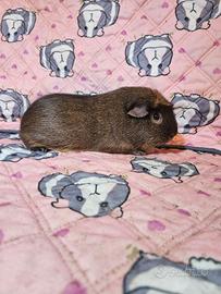 Porcellino d'india o cavia