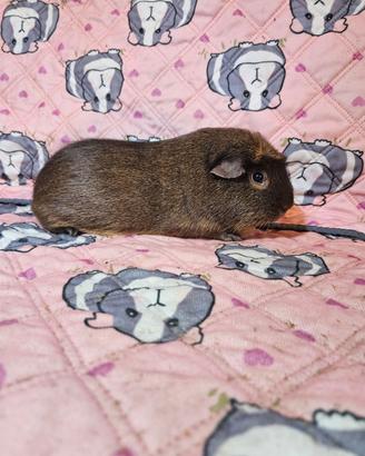 Porcellino d'india o cavia