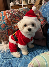 Cuccioli taglia piccola con pedigree