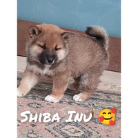 Shiba Inu pedigree ENCI