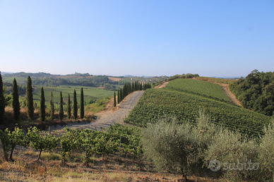Certaldo Vendita terreno con vigneto e oliveta