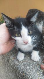 Due creature da amare