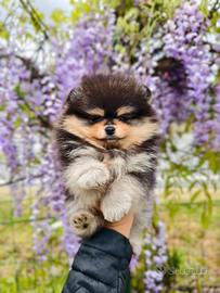 Spitz nano (pomerania) cuccioli pedigree mini