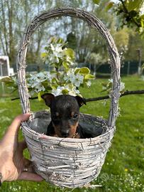 Cuccioli di Pincher nano