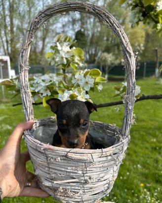 Cuccioli di Pincher nano