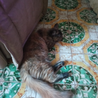 Gattini Maine Coon gigante