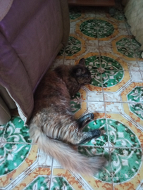 Gattini Maine Coon gigante