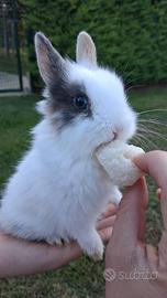 Conigli testa di leone