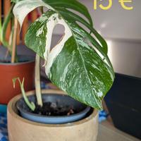 Monstera Variegata e Adasonii