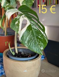 Monstera Variegata e Adasonii