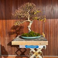 Bonsai olmo cinese