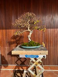 Bonsai olmo cinese
