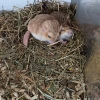 Gerbilli coda grassa