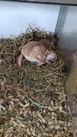 Gerbilli coda grassa