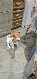 Cucciolo di Jack Russell
