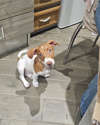 Cucciolo di Jack Russell