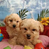 Colore Albicocca Cuccioli Maltipoo