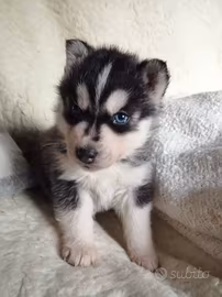 Cuccioli Siberian Husky