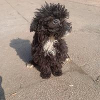 Barbocino nano cucciolo