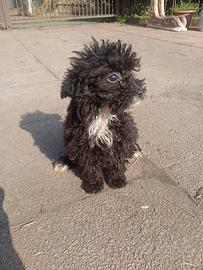 Barbocino nano cucciolo