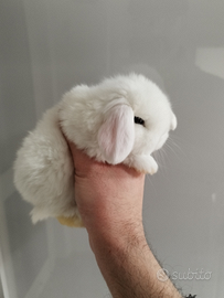 Coniglio nano ariete