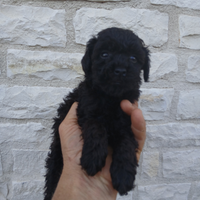 Barboncino toy nero