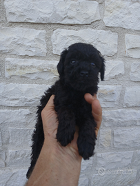 Barboncino toy nero