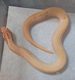 Nasicus conda albini/superconda albini/albini