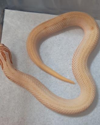 Nasicus conda albini/superconda albini/albini