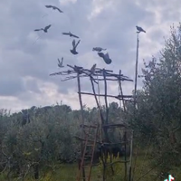 Piccioni addestrati per caccia al colombaccio