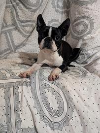 Splendido cucciolone boston, allevamento enci