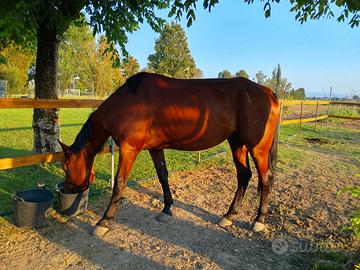 Cavallo in fida/mezza fida