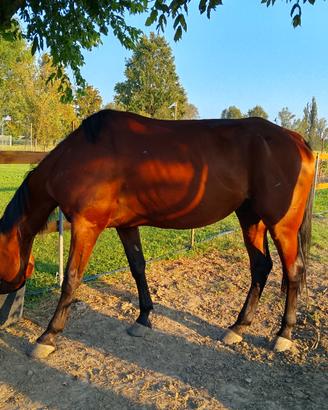 Cavallo in fida/mezza fida