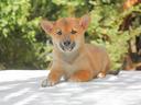 shiba-inu-maschio-rosso