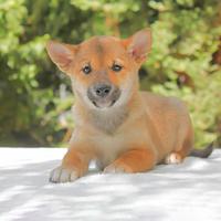Shiba Inu maschio rosso