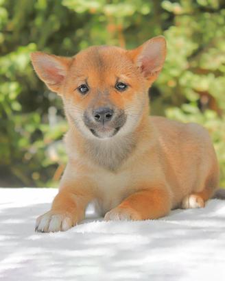 Shiba Inu maschio rosso