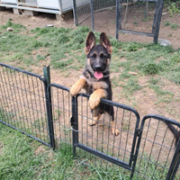 Cuccioli pastore tedesco