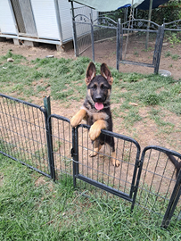 Cuccioli pastore tedesco