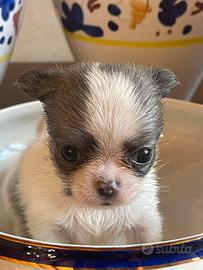 Cucciola di Chihuahua Bianca e Blu Pedigree