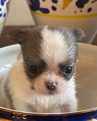 Cucciola di Chihuahua Bianca e Blu Pedigree