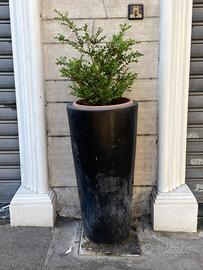 Vasi in polipropilene