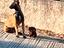 Immagine 4