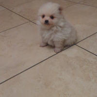 Spitz nano Pomerania con pedigree ENCI