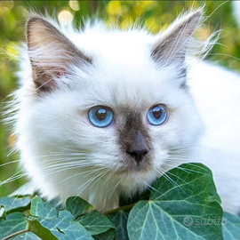 Cuccioli di Ragdoll